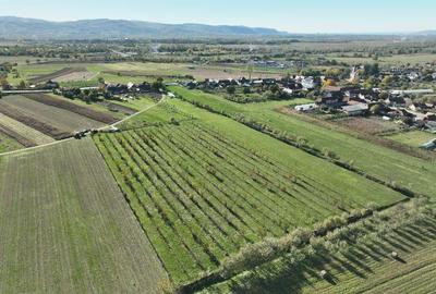 Teren intravilan de 14527 mp, în Aușeu - 4