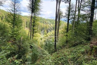 INVESTITIE CU PROFIT RAPID Padure 120+ Ani Fag & Gorun - 11