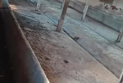 Inchiriez ferma hala depozit spatiu comercial 2550 mp.Silistea jud.Teleorman la 20 km.de A1,60 Buc - 7