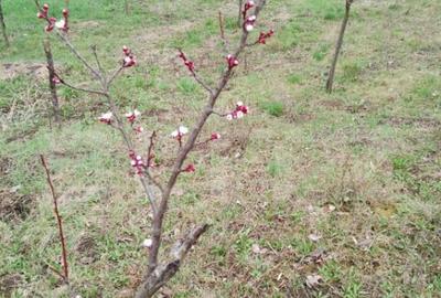 Teren intravilan de vanzare in Calarasi langa Turda! - 7