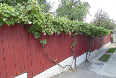 Proprietate cu 11 camere si 730 mp teren ideala sediu/ pensiune - 11