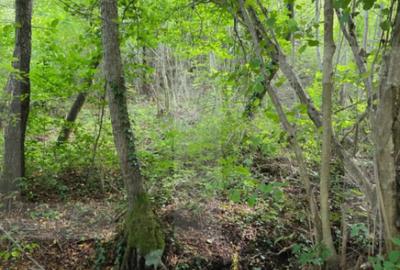 Teren de 2000 mp, în Feleacu - 2