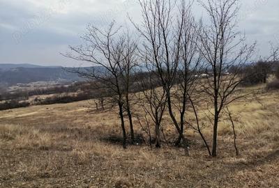 Teren de 9700 mp, în Dănulești - 3