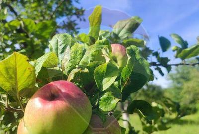 Teren de vanzare extravilan Ocolis - 2