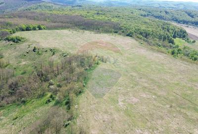 Domeniu - 66 Hectare - Teren deosebit Copsa Mica cu desch... - 3