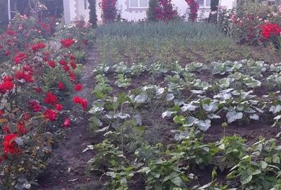 Casă în Tâncăbești - 4