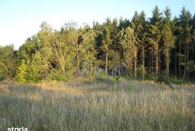 Teren de 5700 mp, în Chinteni - 1