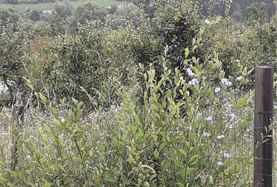 Teren de 1000 mp, în Berchez - 5