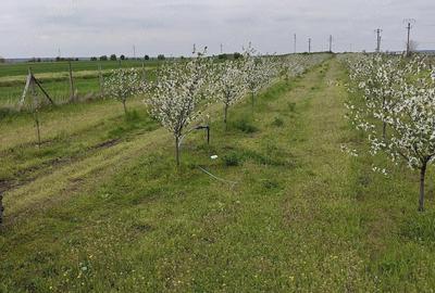 Teren de 10000 mp, în Petrești - 2