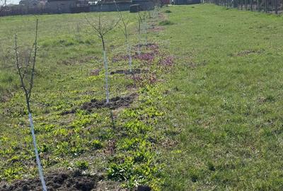 Casă în Fughiu - 7