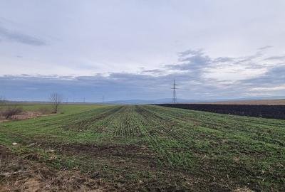 Teren de 5400 mp, în Bălușeni - 1