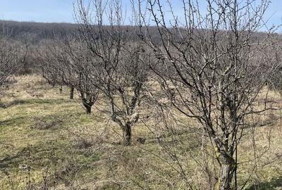 Teren de 940 mp, în Nord-Est - 3