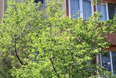 Apartament cu 2 camere decomandat în Central - 7