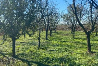 Casă în Livada - 20