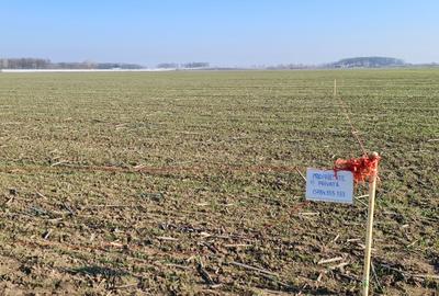 Proprietar vand teren in com. 1 Decembrie - 5