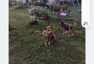 Casă cu 4 camere în Alimpești - 8