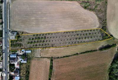 Teren de 9654 mp, în Dobra - 6