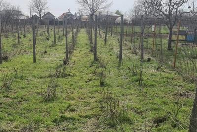 Casă cu 4 camere cu Teren 2424 Mp în Coteana - 4