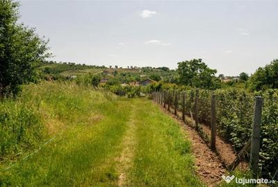 Teren de 1200 mp, în Paleu - 4