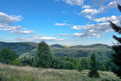 Teren de 1000 mp, în Muntele Băișorii - 4