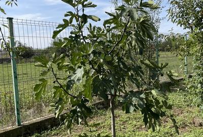 Malu, sat Butoiu Ialomita - 5