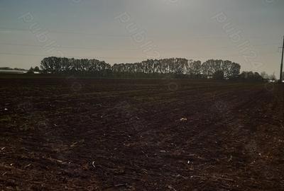 Teren de 4850 mp, în Dobreni - 9