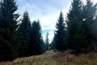 Vanzare 5,3 ha pasune deasupra Voronetului Suceava - Proiect Turistic - 7