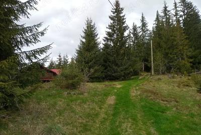 Teren de 653 mp, în Muntele Băișorii - 4