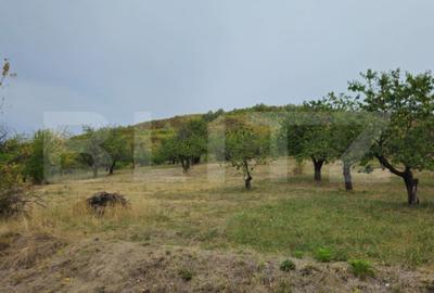 Teren de 17524 mp, în Viforâta - 17