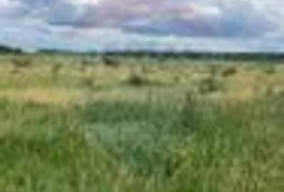 DE VANZARE Teren intravilan 600mp Drumul Piscul Mosului SISESTI - 22