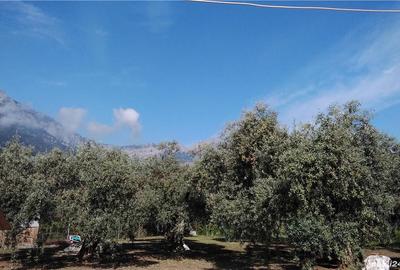 Casă cu 2 camere în Central - 4