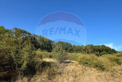 Teren cu parau | 50,000 mp | zona Caianu-Vama | la lizi... - 22