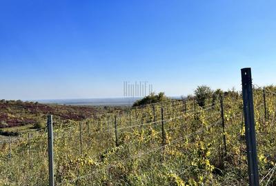 14Ha podgorie, livada pomi fructiferi, si conac 3000mp - 2