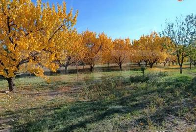Teren de 6360 mp, în Măgurele - 6