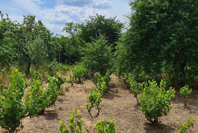Casa + teren de vanzare Valea Nucului - 1