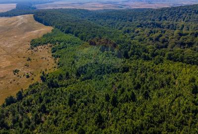 Teren extravilan de 6000 mp, în Crizbav - 6