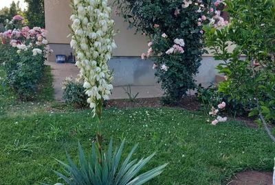 Casa de vanzare in Ciorogarla - 3