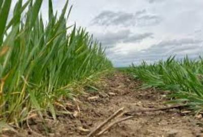 5 hectare de teren agricol in comuna Corlatel din judetul Mehedinti