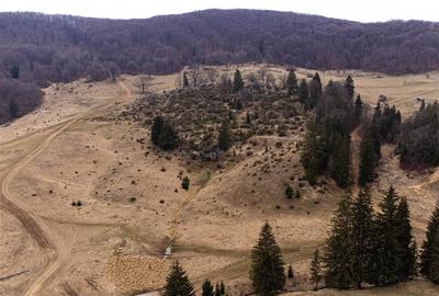 Teren Construcții intravilan de 6500 mp, în Poiana Brașov - 10