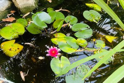 Casa moderna in Balotesti, 4 cam, 3 bai, curte superba 730 mp, 0% comision - 22