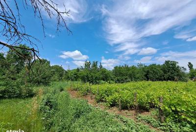 Spațiu comercial, în Valea Presnei - 8