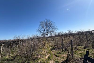 Teren Construcții intravilan de 2200 mp, în Urechești - 5