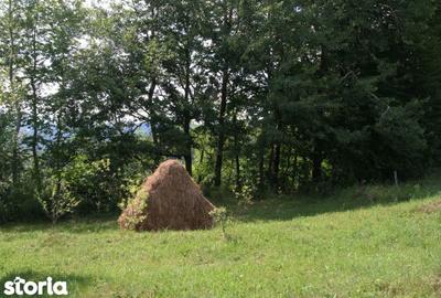 Teren de 5844 mp, în Valea Danului - 4