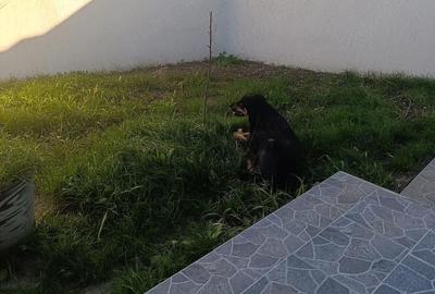 Casă cu Teren 250 Mp în Tuzla - 3