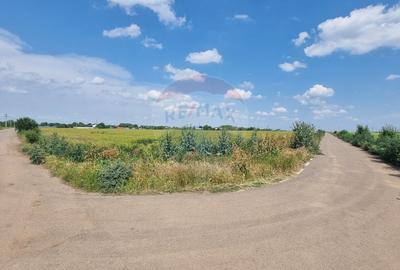 Teren intravilan - 17.500 mp - Gostilele Fundulea Teren intravilan - 17.500 mp - Gostilele Fundulea - 6