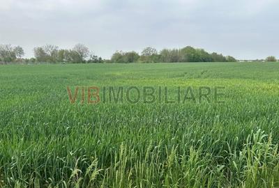 Teren intravilan de 4500 mp, în Dascălu - 2