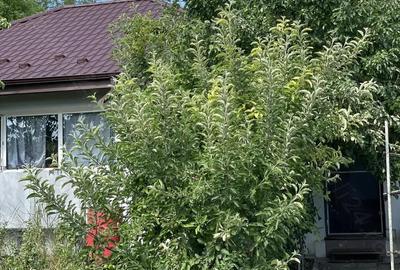 Casă în Central - 5