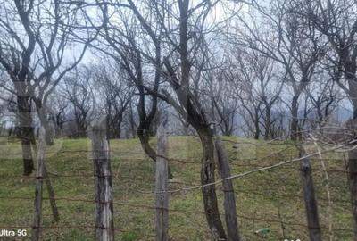 Teren în Schiulești - 1