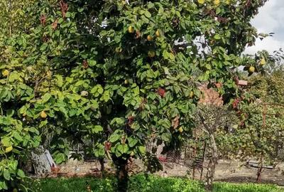 Casă cu 2 camere cu Teren 2357 Mp în Pietrari - 3