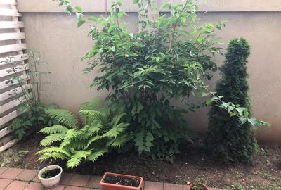 Garsonieră în Roșu - 6